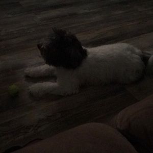 Meet your Posher, Shannon